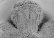 image of Paleoclusia chevalieri