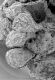 image of Paleoclusia chevalieri