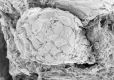 image of Paleoclusia chevalieri