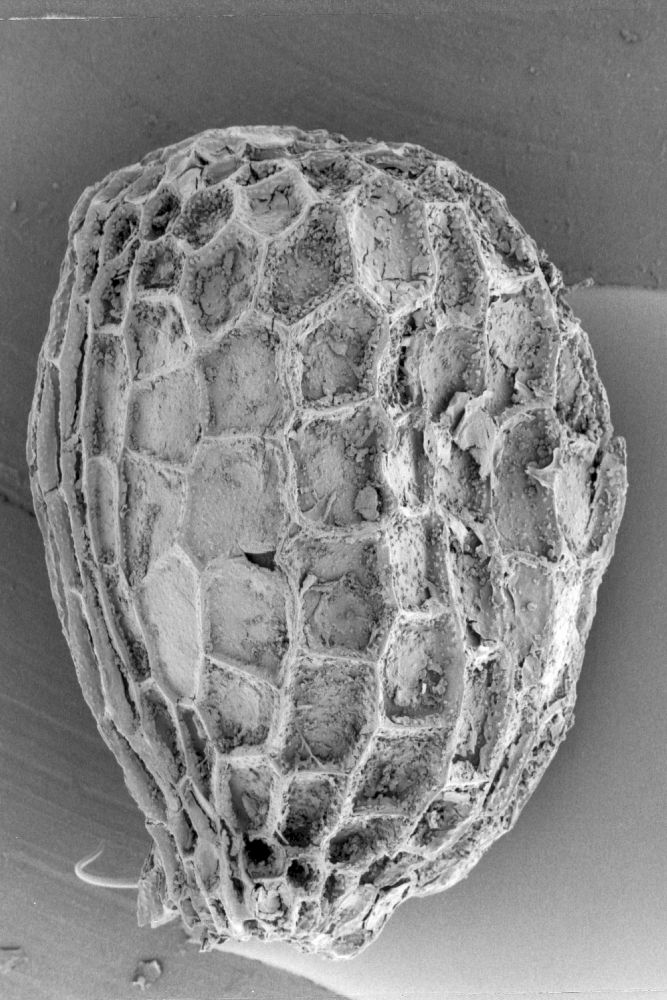 Clusiaceae Paleoclusia chevalieri