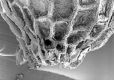 image of Paleoclusia chevalieri