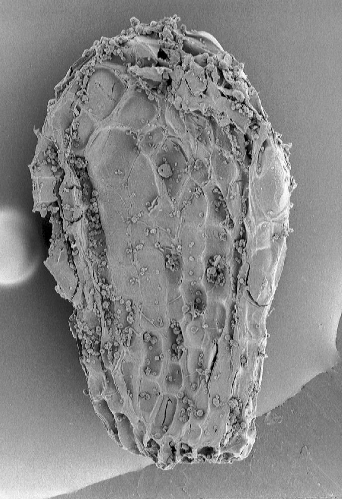 Clusiaceae Paleoclusia chevalieri