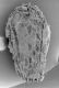 image of Paleoclusia chevalieri