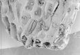 image of Paleoclusia chevalieri