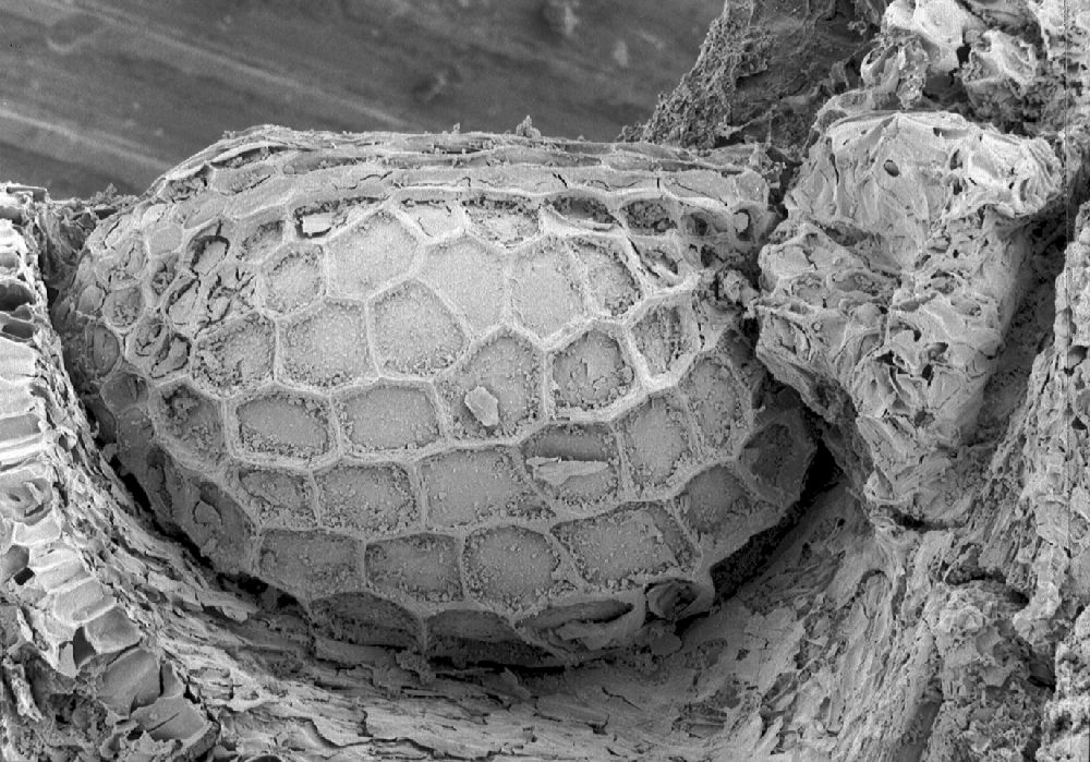 Clusiaceae Paleoclusia chevalieri