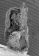 image of Paleoclusia chevalieri