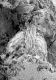 image of Paleoclusia chevalieri