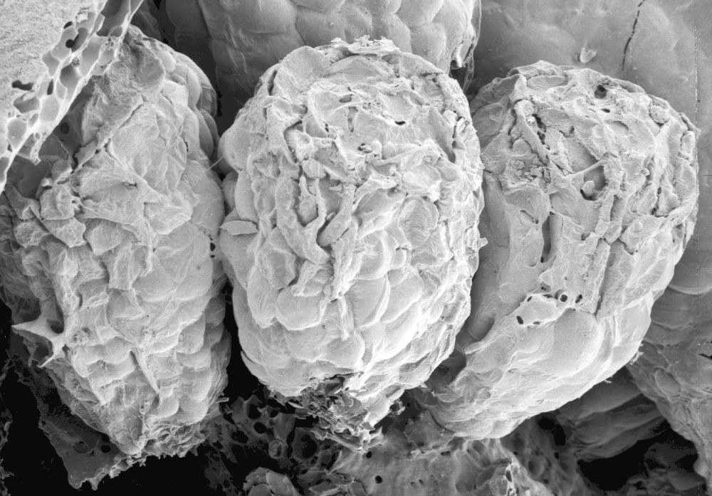 Clusiaceae Paleoclusia chevalieri