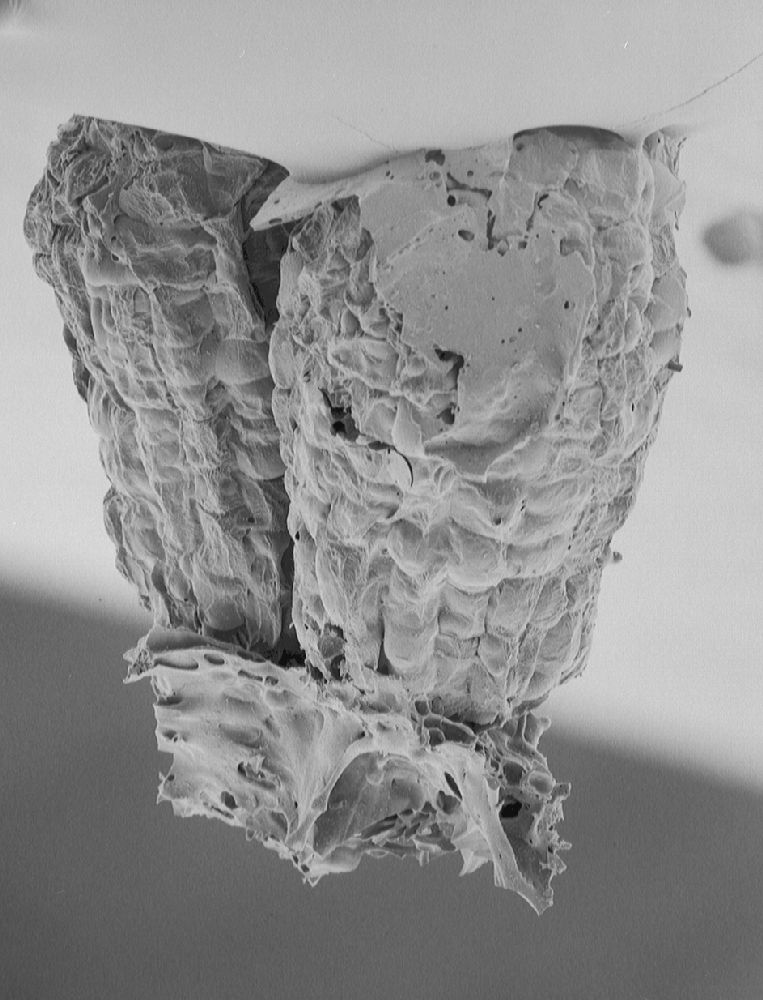 Clusiaceae Paleoclusia chevalieri