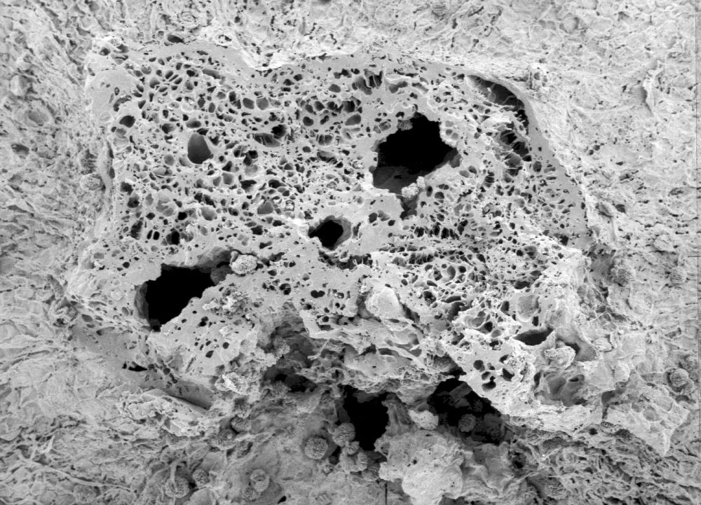 Clusiaceae Paleoclusia chevalieri