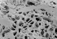 image of Paleoclusia chevalieri