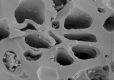 image of Paleoclusia chevalieri