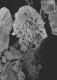 image of Liquidambar styraciflua