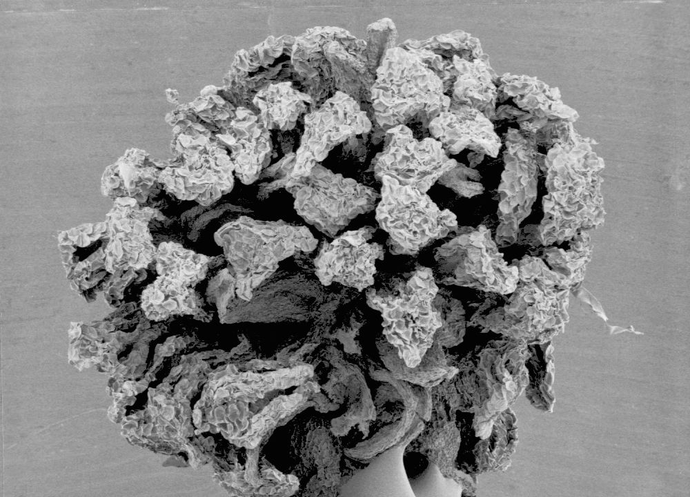 Altingiaceae Liquidambar styraciflua
