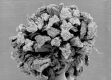 image of Liquidambar styraciflua