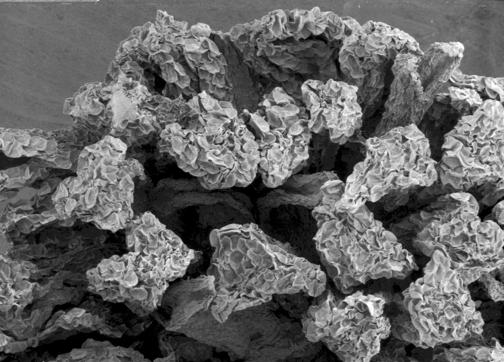 Altingiaceae Liquidambar styraciflua