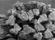 image of Liquidambar styraciflua