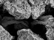 image of Liquidambar styraciflua