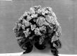 image of Liquidambar styraciflua