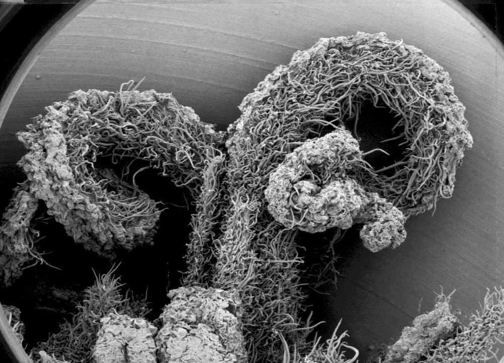 Altingiaceae Altingia chinensis