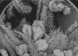 image of Altingia chinensis