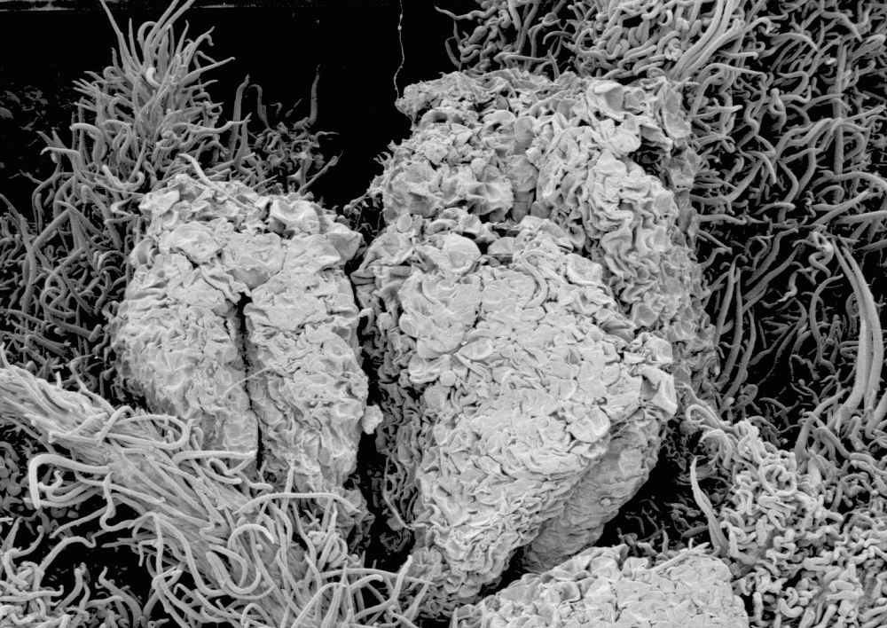 Altingiaceae Altingia chinensis
