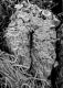 image of Altingia chinensis