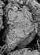 image of Altingia chinensis