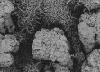 image of Altingia chinensis