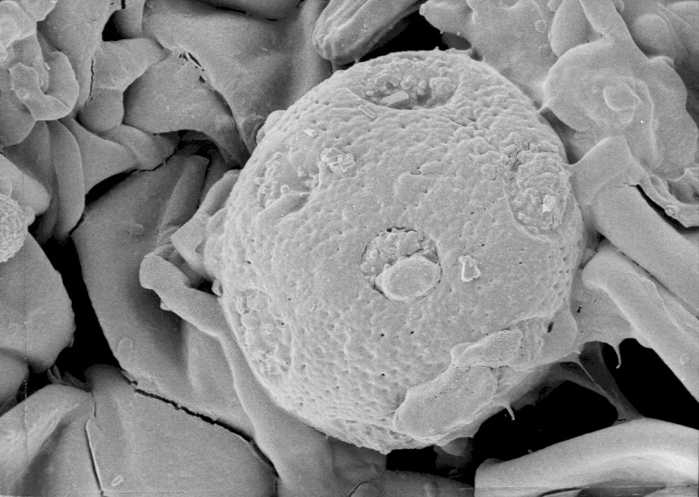 Altingiaceae Altingia chinensis