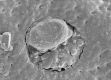 image of Altingia chinensis