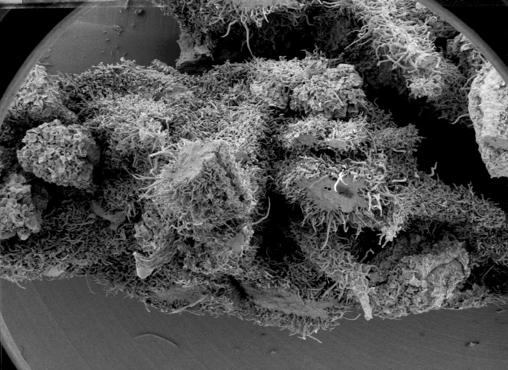 Altingiaceae Altingia chinensis