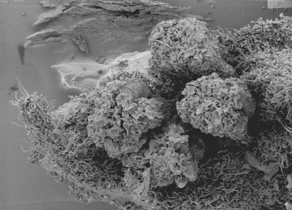 Altingiaceae Altingia chinensis