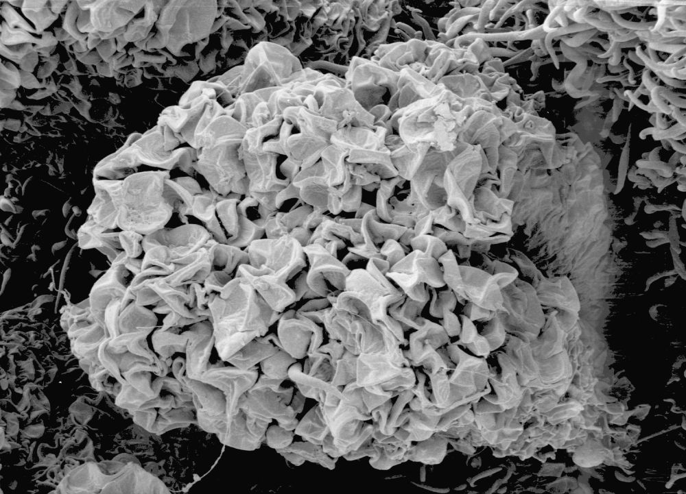 Altingiaceae Altingia chinensis