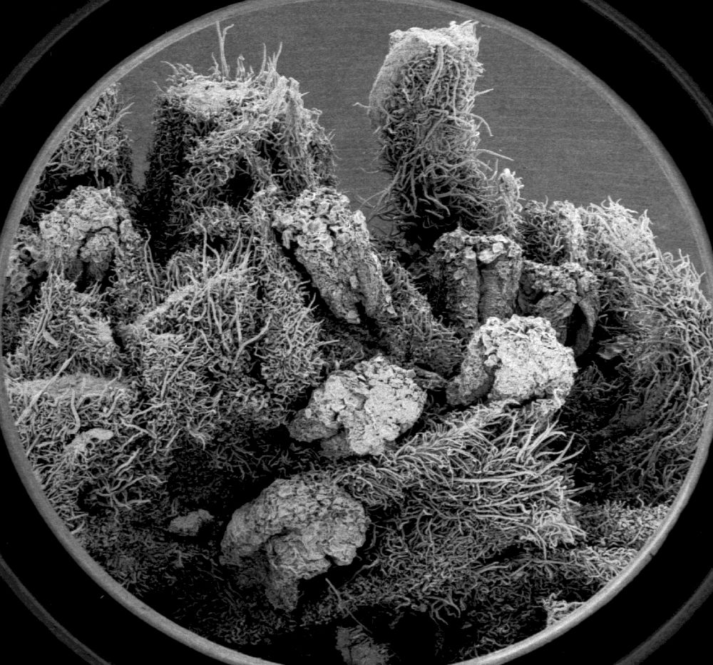 Altingiaceae Altingia chinensis