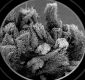 image of Altingia chinensis