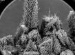 image of Altingia chinensis