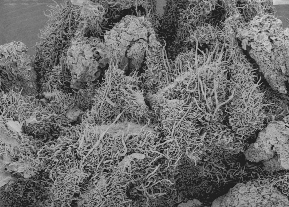 Altingiaceae Altingia chinensis