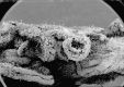 image of Altingia chinensis