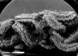 image of Altingia chinensis