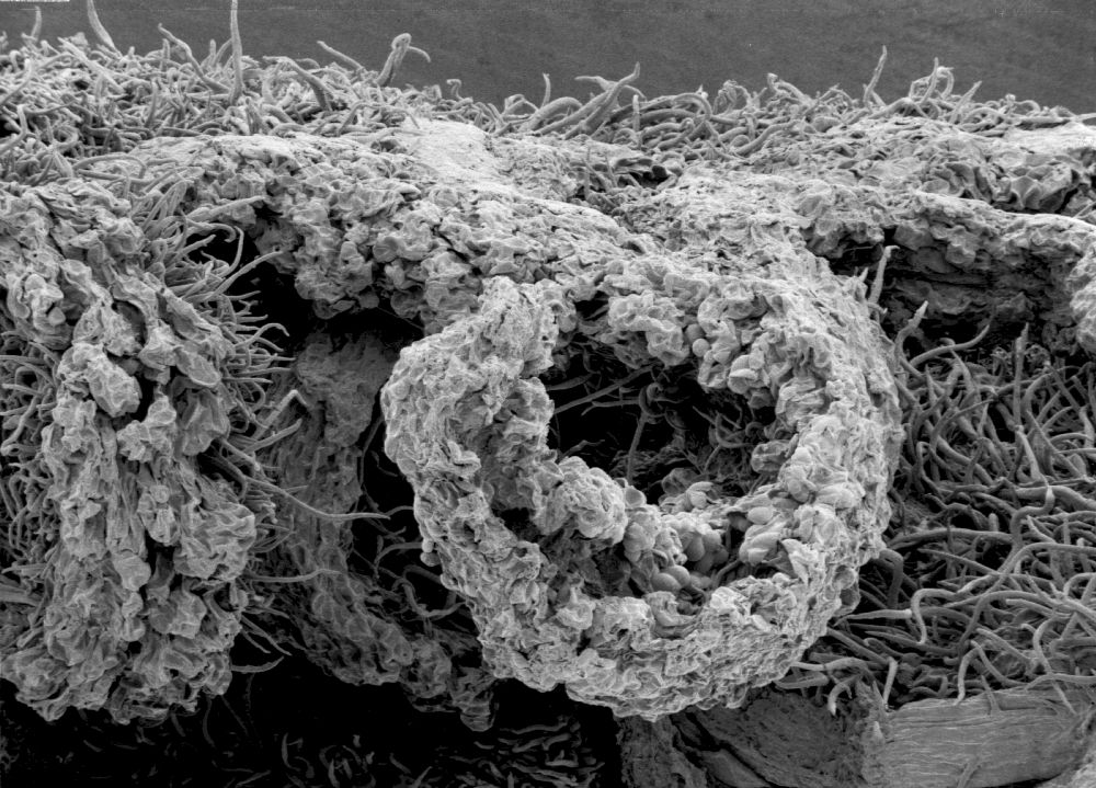 Altingiaceae Altingia chinensis