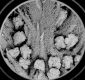 image of Altingia chinensis