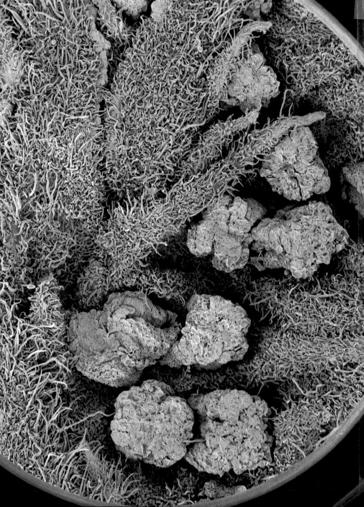 Altingiaceae Altingia chinensis