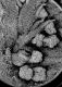 image of Altingia chinensis