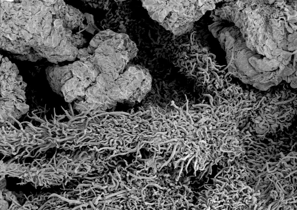 Altingiaceae Altingia chinensis