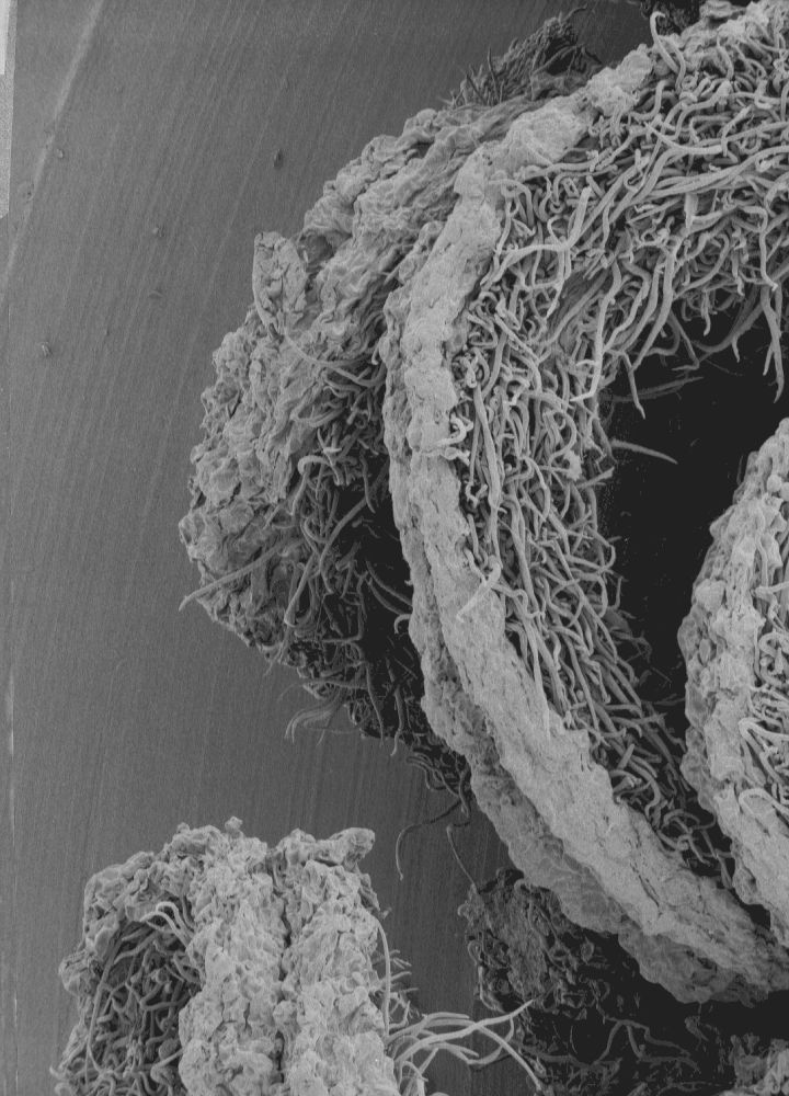 Altingiaceae Altingia chinensis