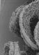 image of Altingia chinensis