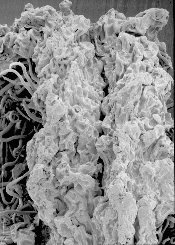 Altingiaceae Altingia chinensis