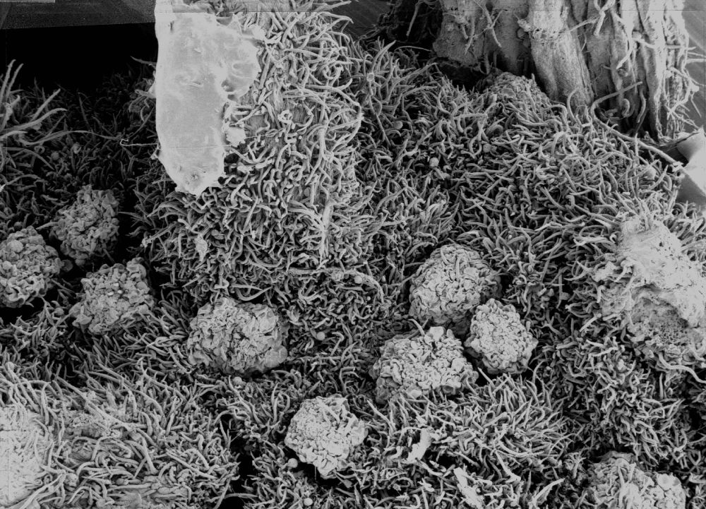 Altingiaceae Altingia 