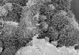 image of Altingia 
